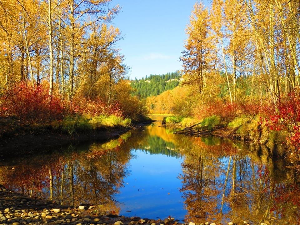 A river with trees in the background and water on one side.